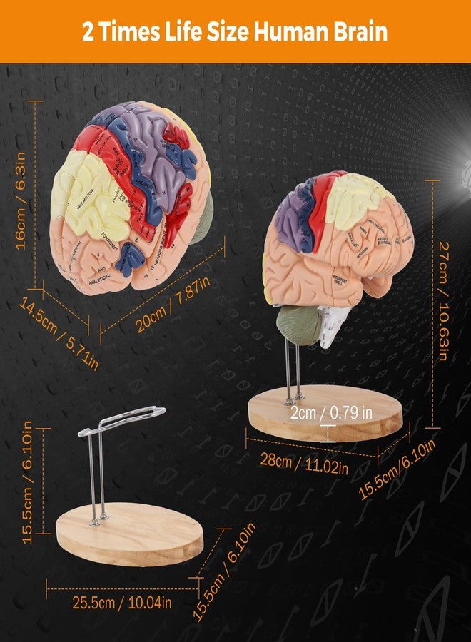 BEAMNOVA Human Brain Model, 2 Times Life Size, for Neuroscience Teaching, with Labels, Anatomy Model for Learning Science Classroom Study, Display Medical Model - Image 3